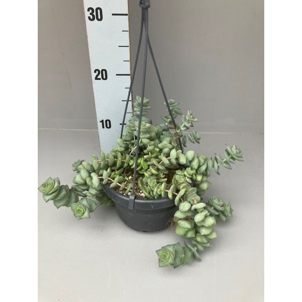 Crassula hottentot special.