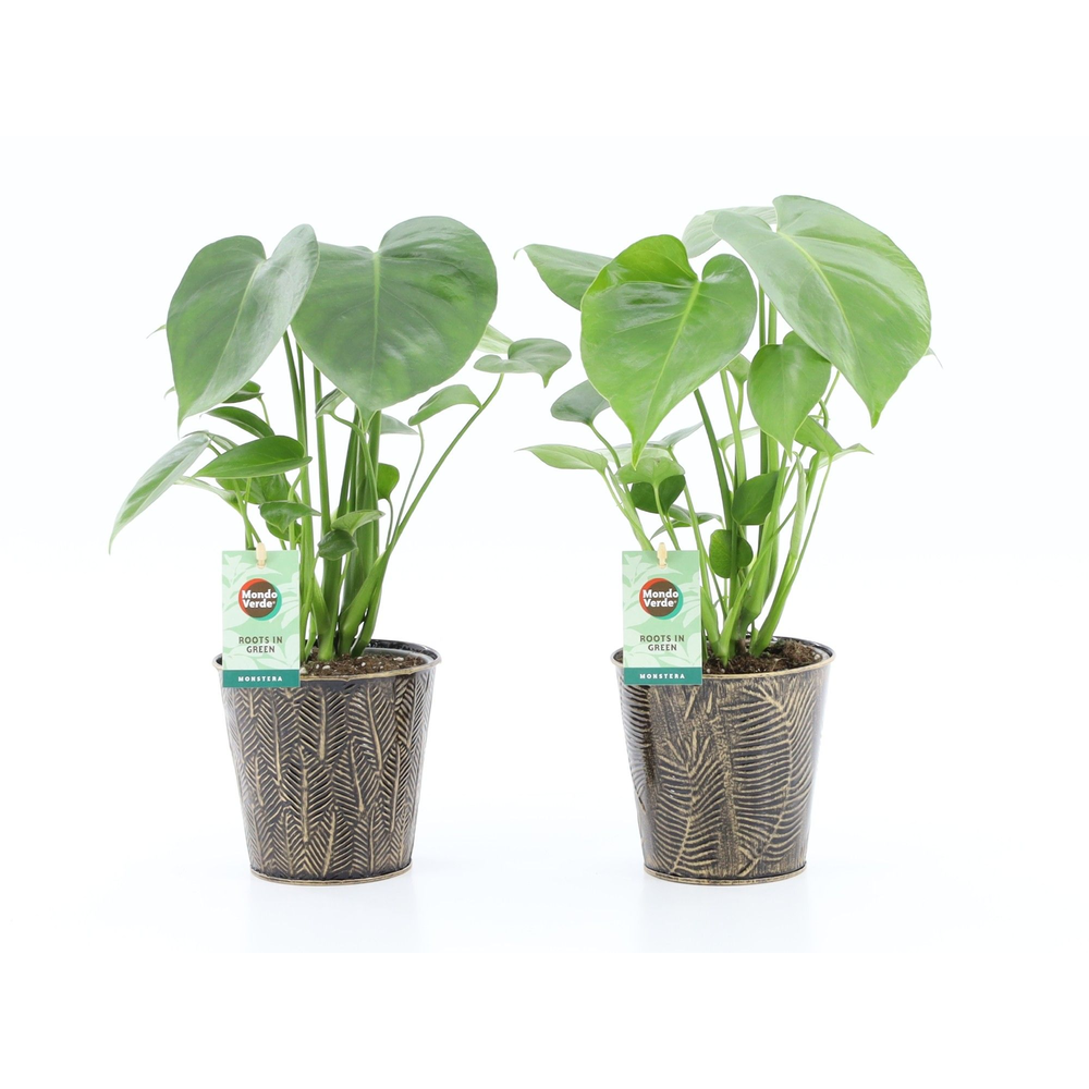 Monstera deliciosa in Iron Leaf.