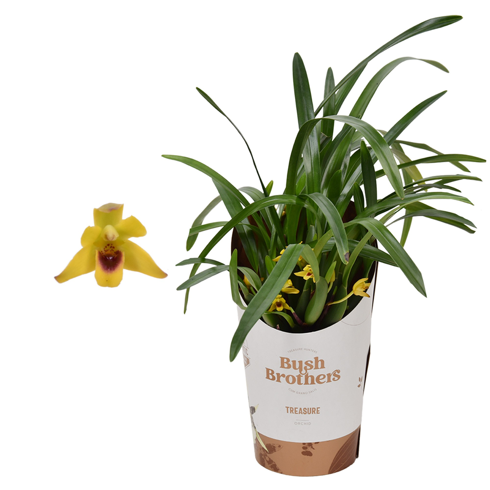 Maxillaria 9 cm.