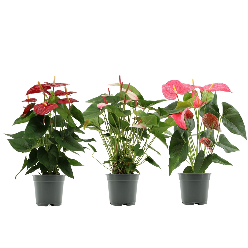 Anthurium 4-färgsblandning i transparent fodral.