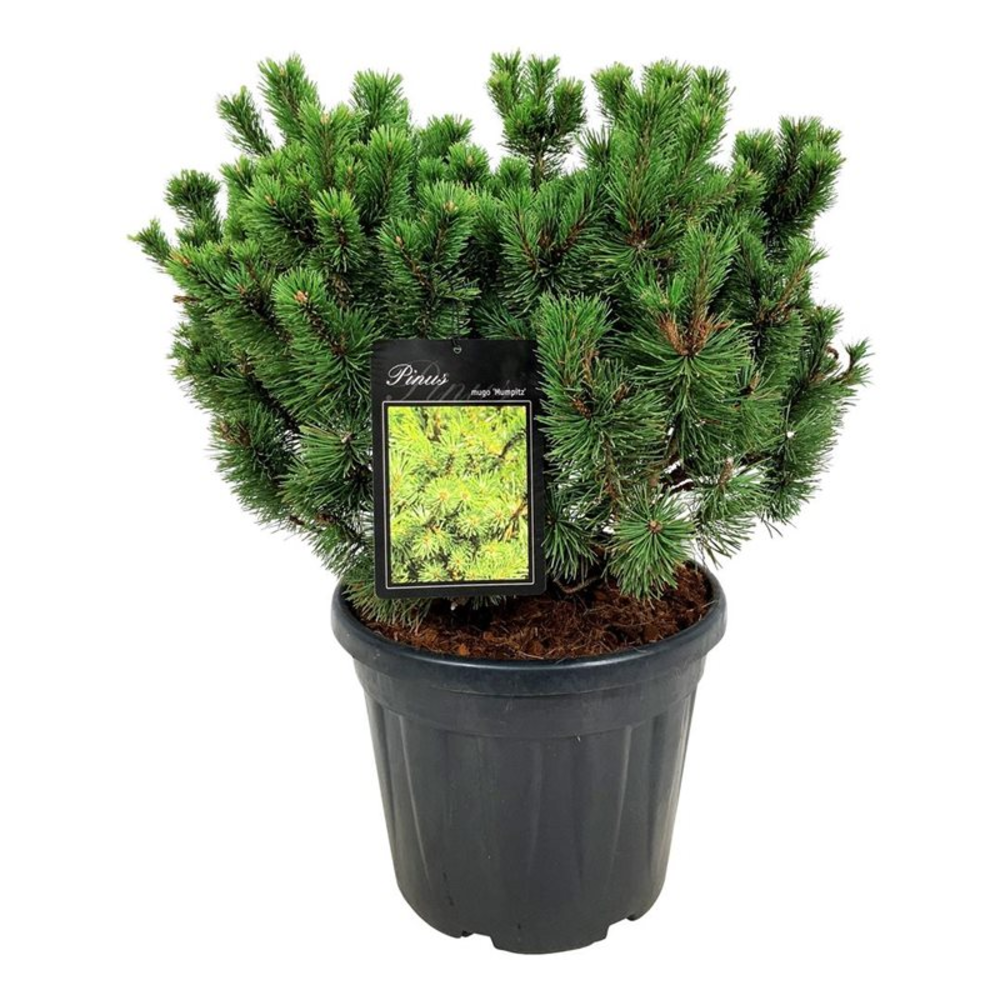 Pinus mugo 'Mumpitz'.
