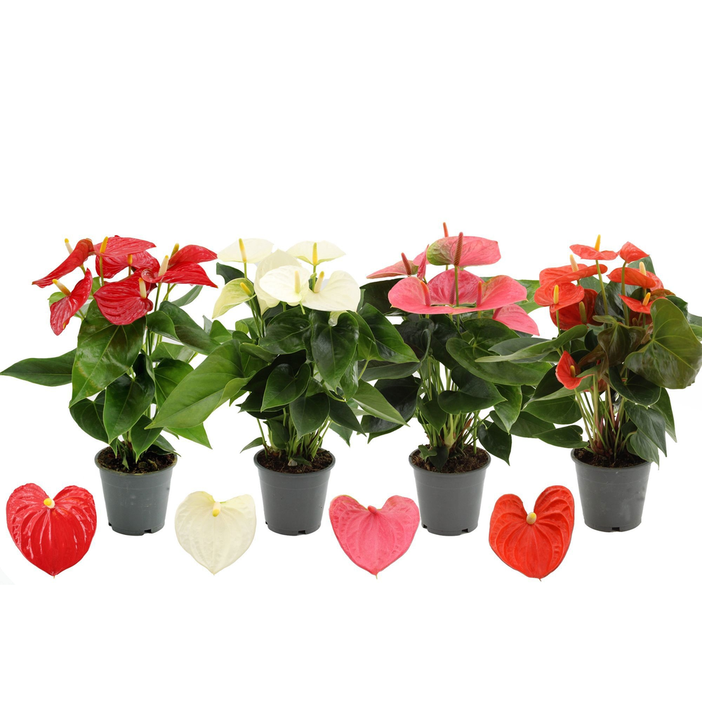 Anthurium 4 color mix in Transparant sleeve.