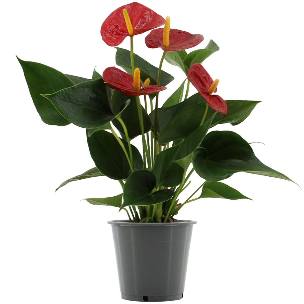 Anthurium Succcess Red in transparant sleeve.