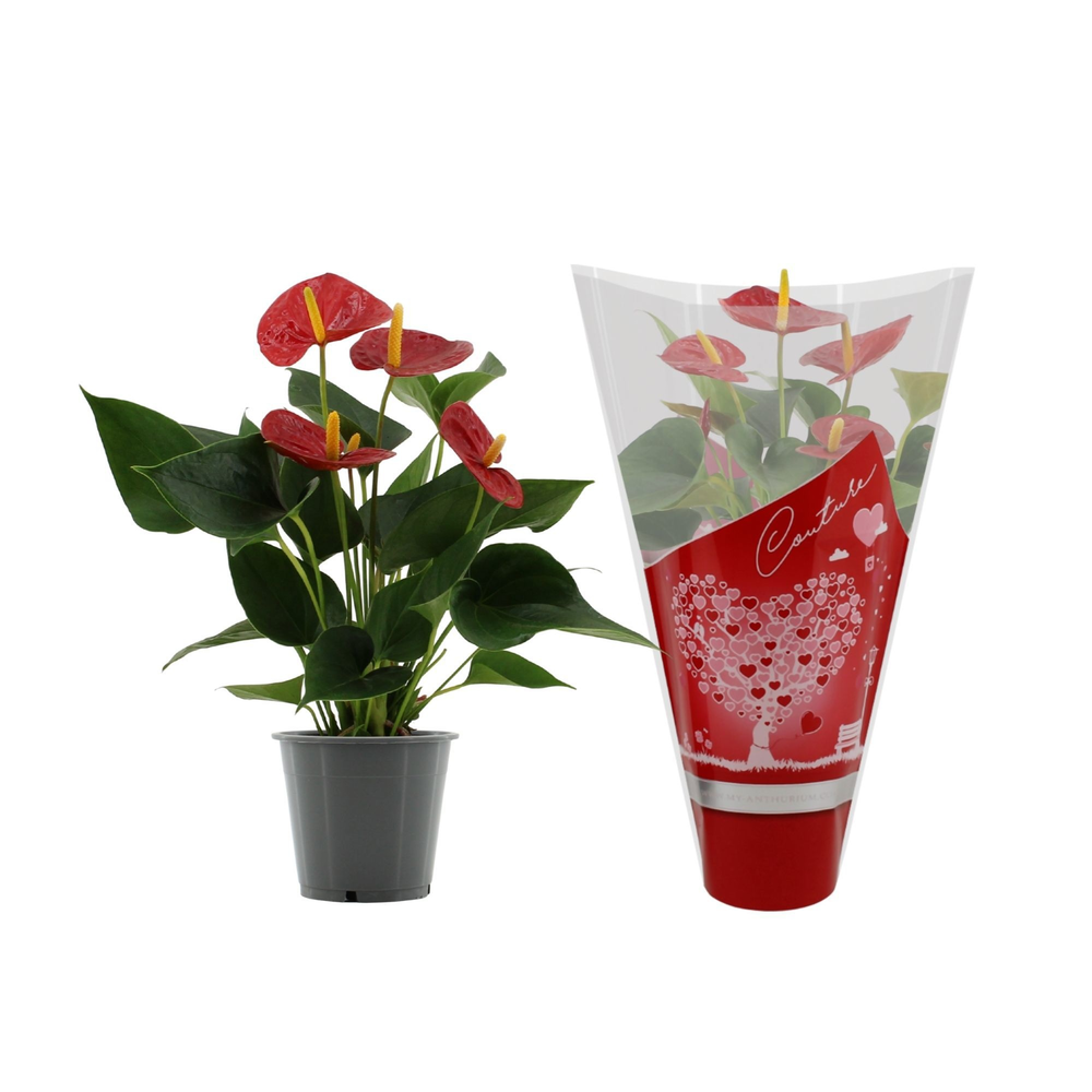 Anthurium Success Red in Couture hearts sleeve.
