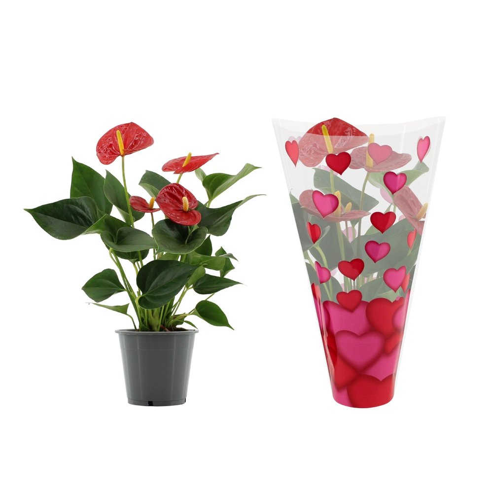 Anthurium Success Red in heart sleeve Lilly.
