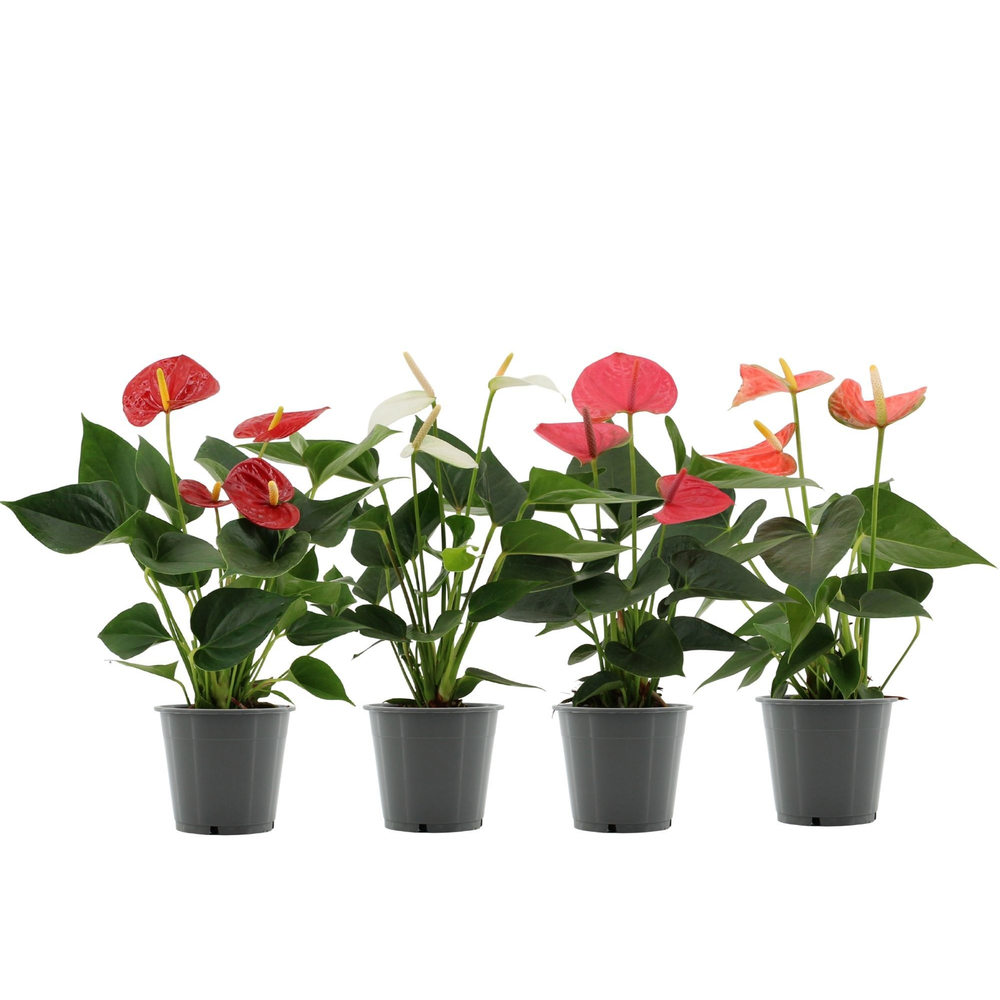 Anthurium 4 color mix in transparant sleeve.
