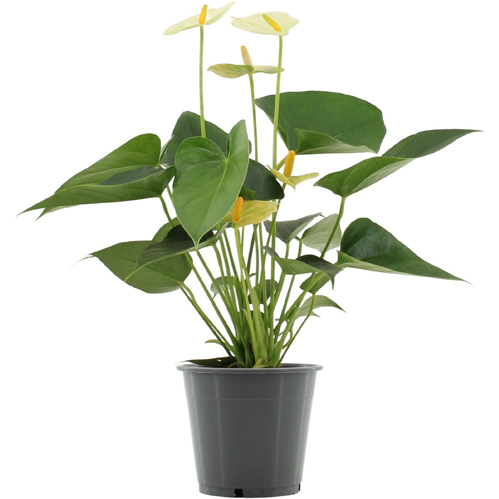 Anthurium Vanilla in transparant sleeve.