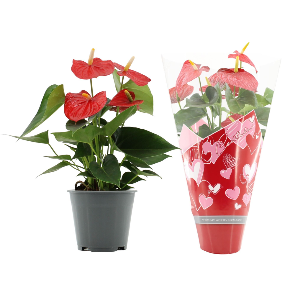 Anthurium Esudo in Couture hearts sleeve.