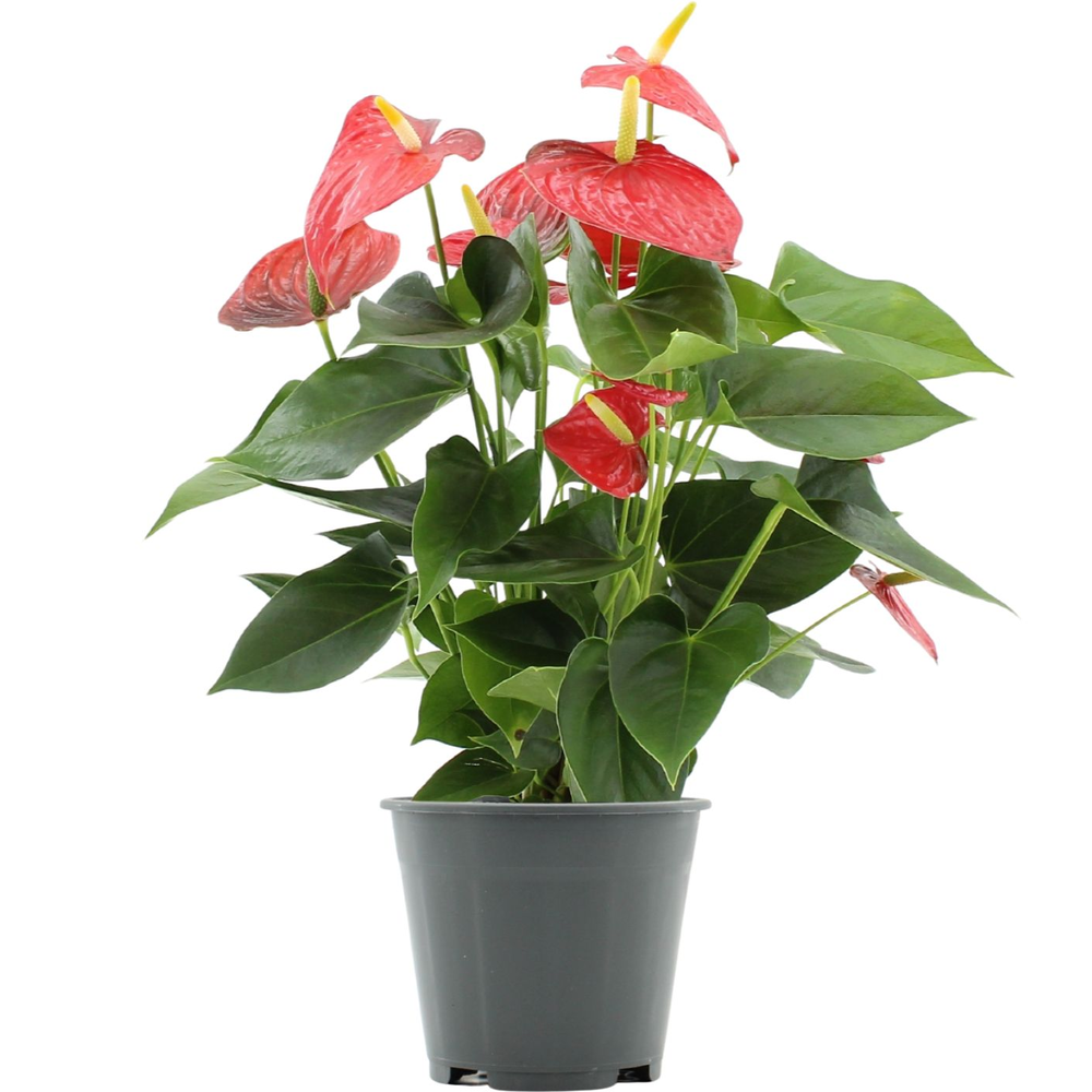 Anthurium Esudo in transparant sleeve.