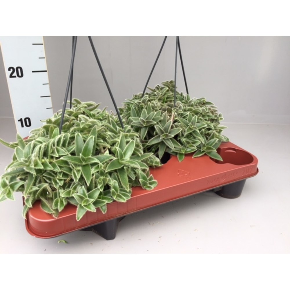 Cyanotis somaliensis.