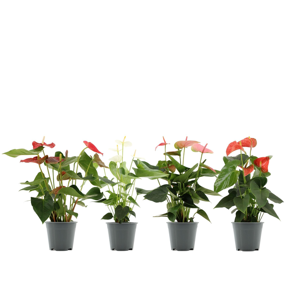 Anthurium 4-färgsblandning i transparent fodral.