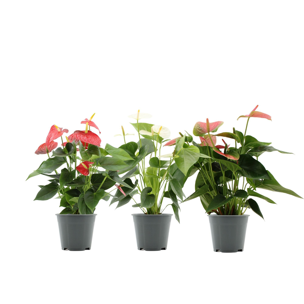 Anthurium 3 color mix in Transparant sleeve.