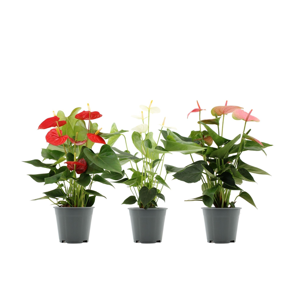 Anthurium 3 color mix in transparant sleeve.