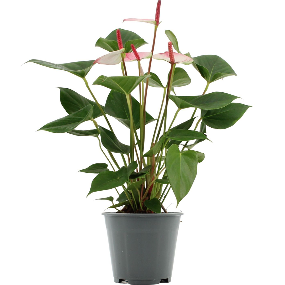 Anthurium Amalia Elegance in transparant sleeve.