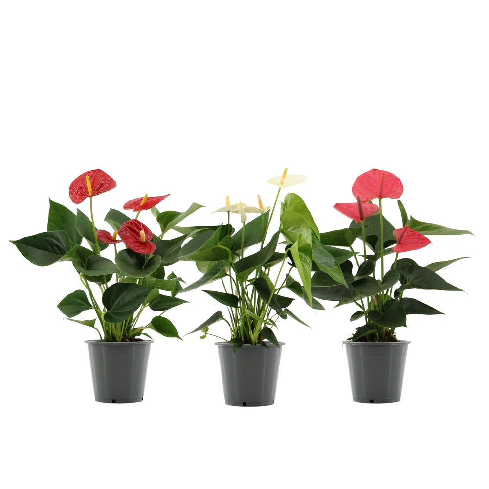 Anthurium 3 color mix in transparant sleeve.