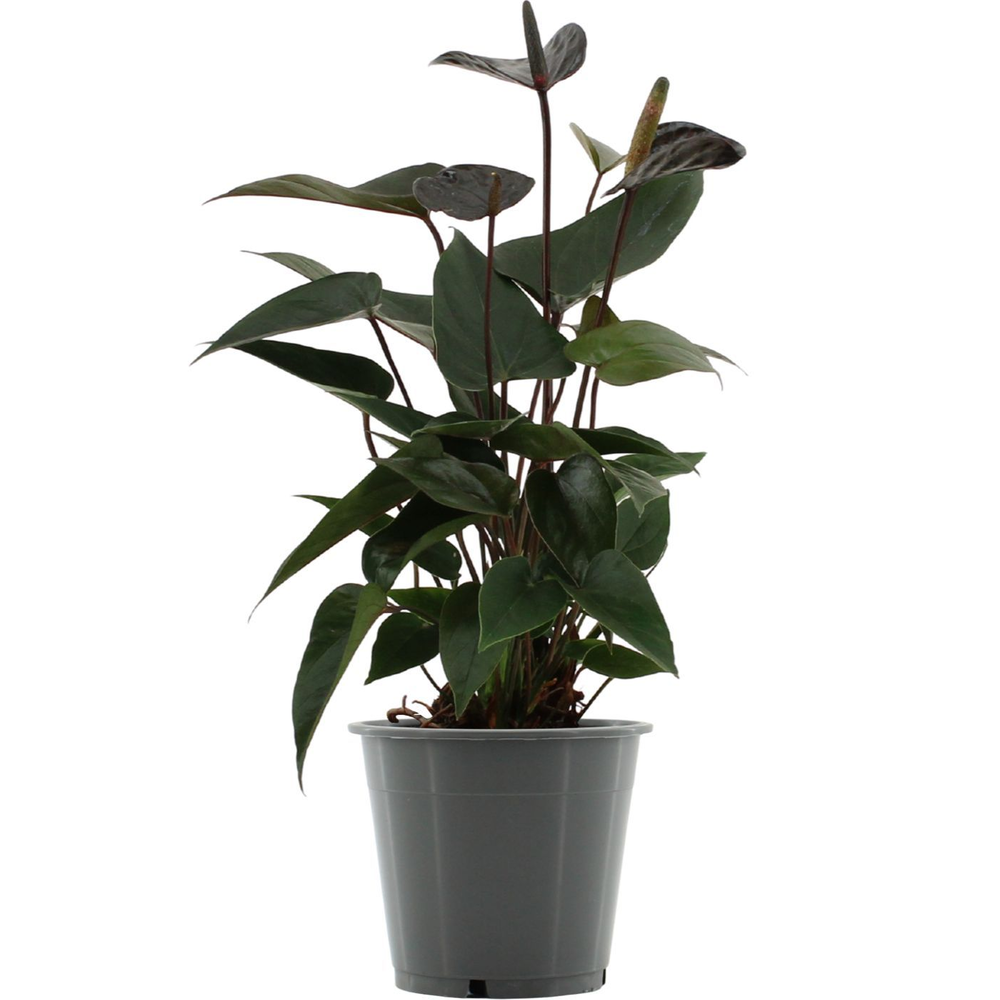 Anthurium Black Love in transparant sleeve.