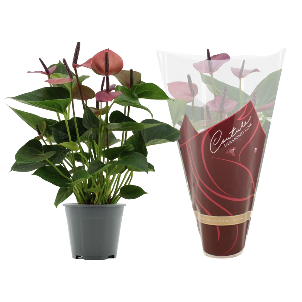 Anthurium Baby Purple in Couture Diamond sleeve.
