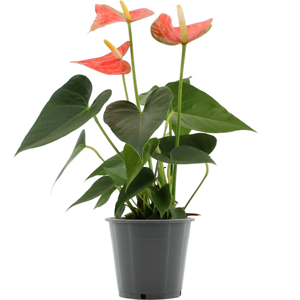 Anthurium Prince of Orange in transparant sleeve.