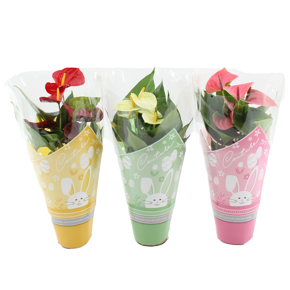 Anthurium 4 color mix in Couture Easter sleeve.