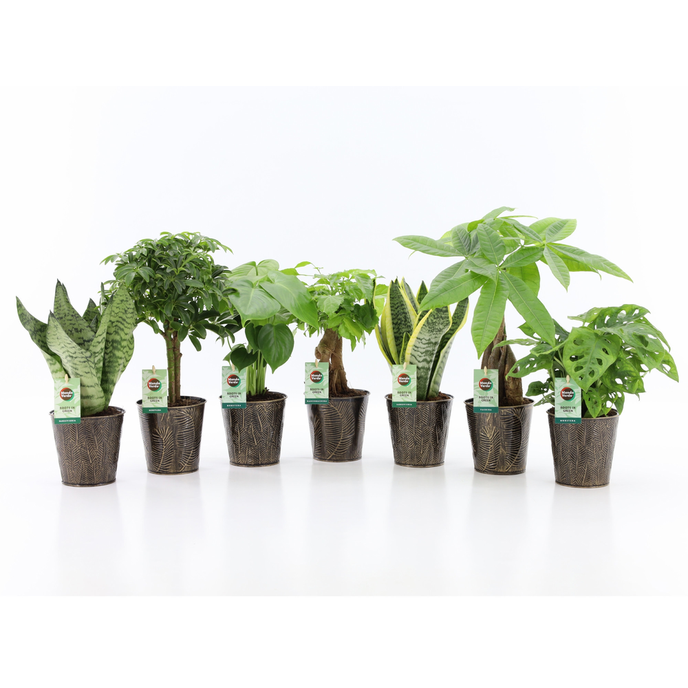 Easy to Care mix in Iron Leaf.