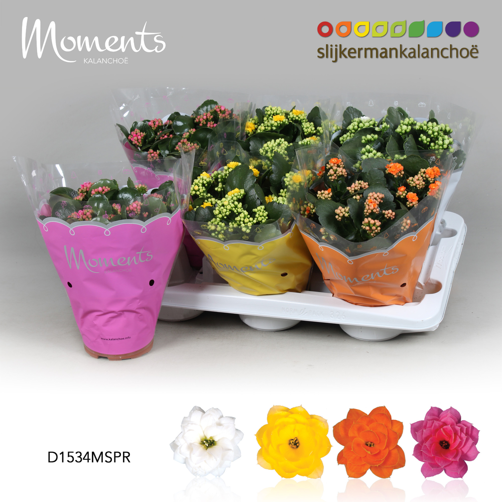 Kalanchoe Moments - Spring Moments.