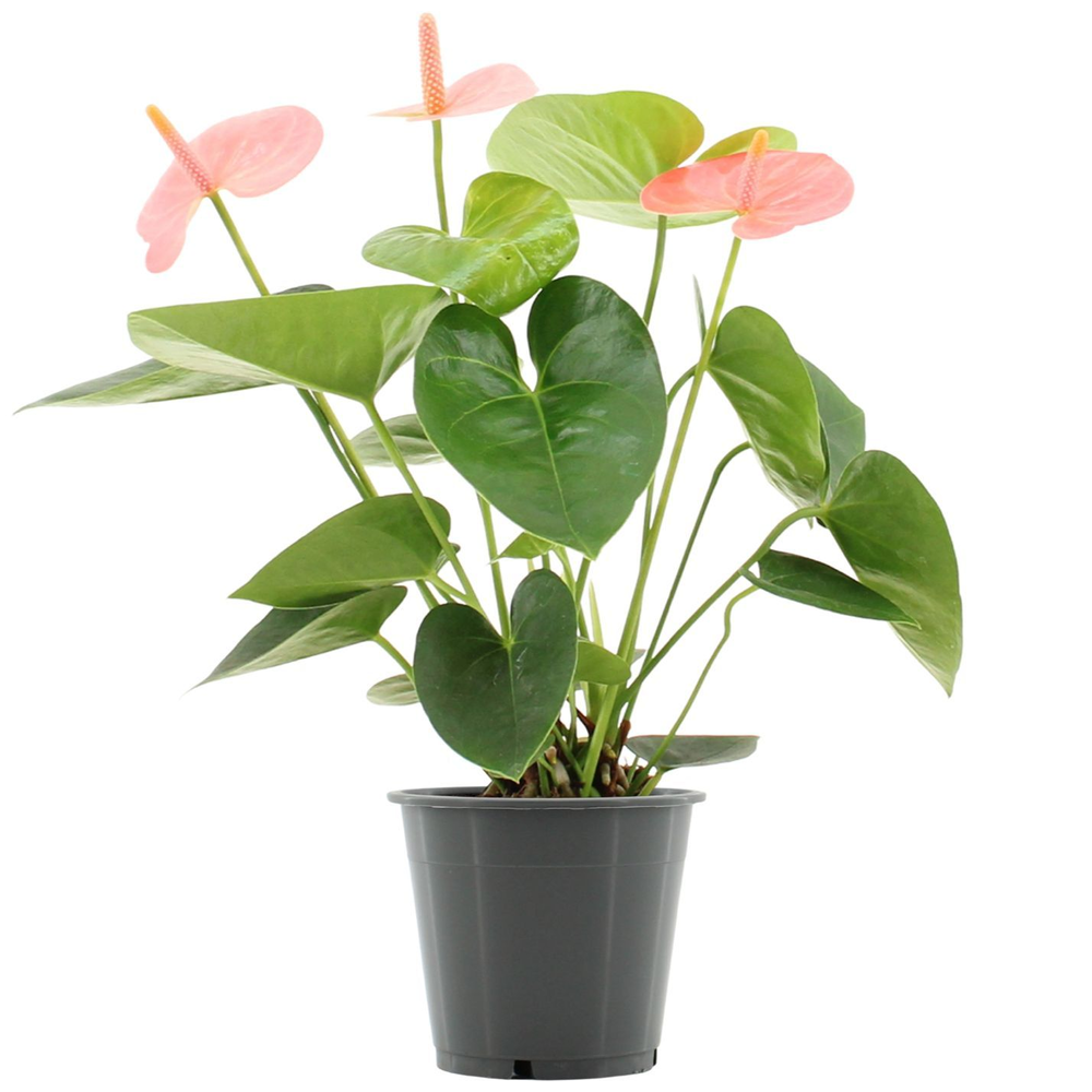 Anthurium Spirit i transparent fodral.