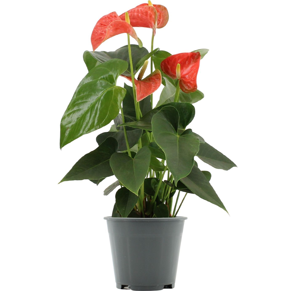 Anthurium Prince of Orange in transparant sleeve.