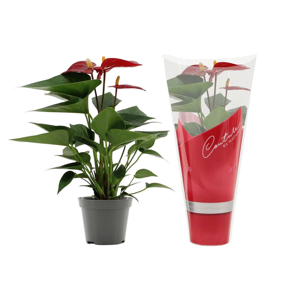 Anthurium Micra in Couture sleeve.
