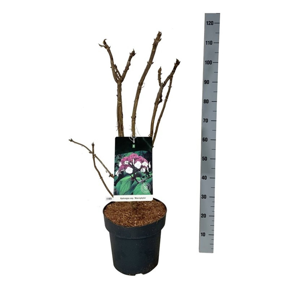 Hydrangea asp. 'Macrophylla'.