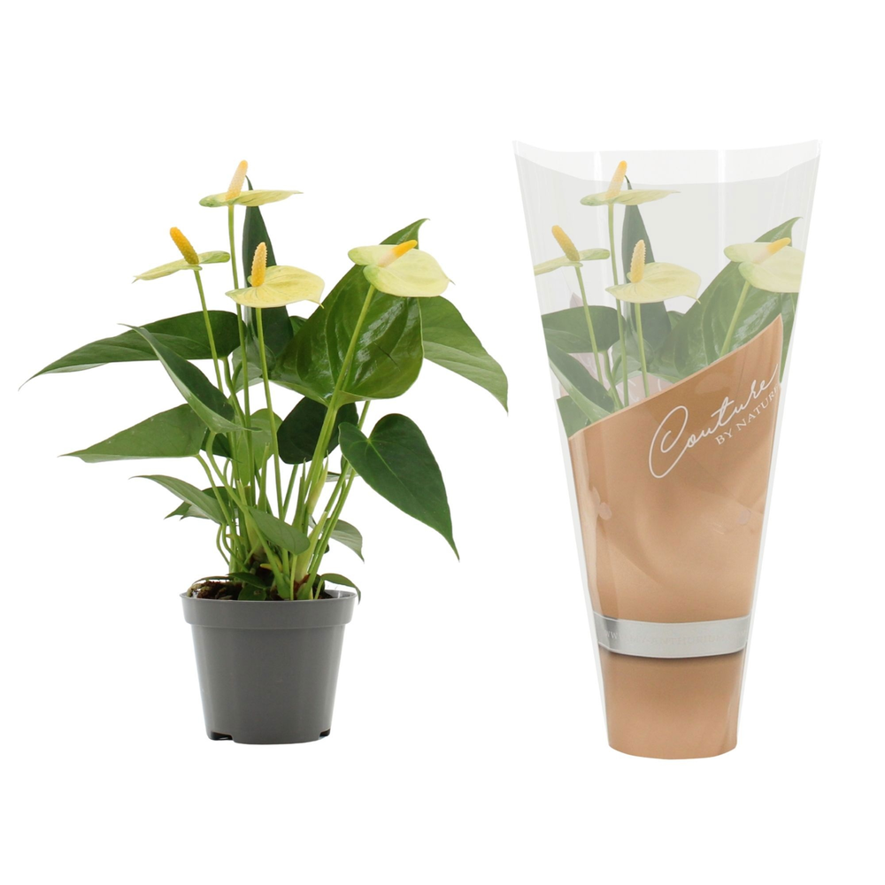 Anthurium Vanilla in Couture sleeve.