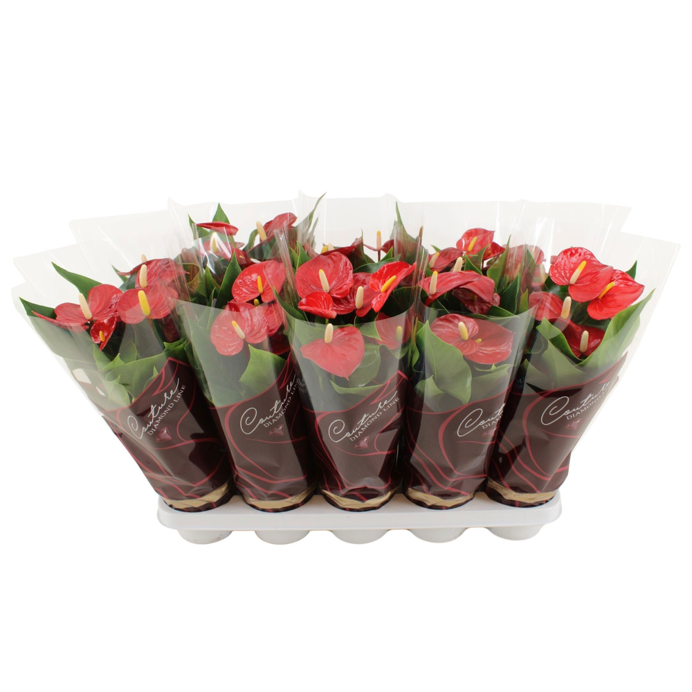 Anthurium Micra in Couture Diamond sleeve.