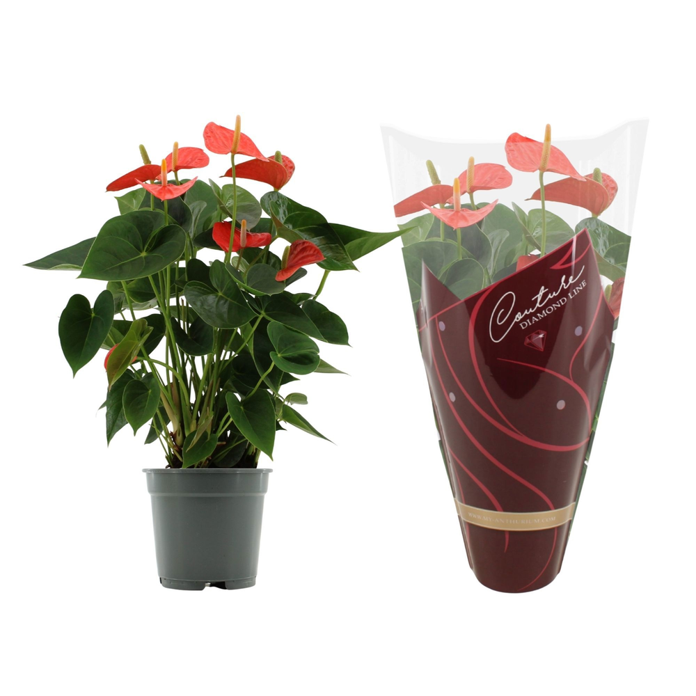 Anthurium Prince of Orange in Couture Diamond slee.