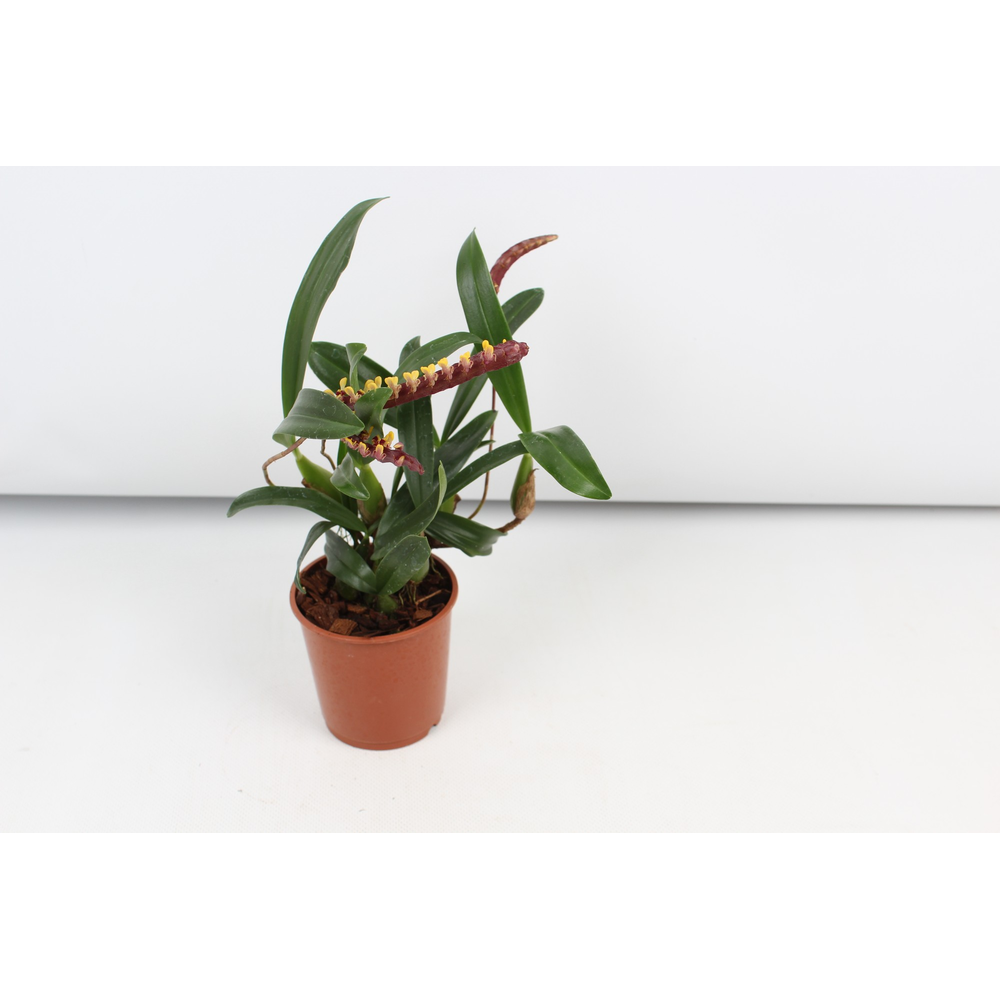 Bulbophyllum.