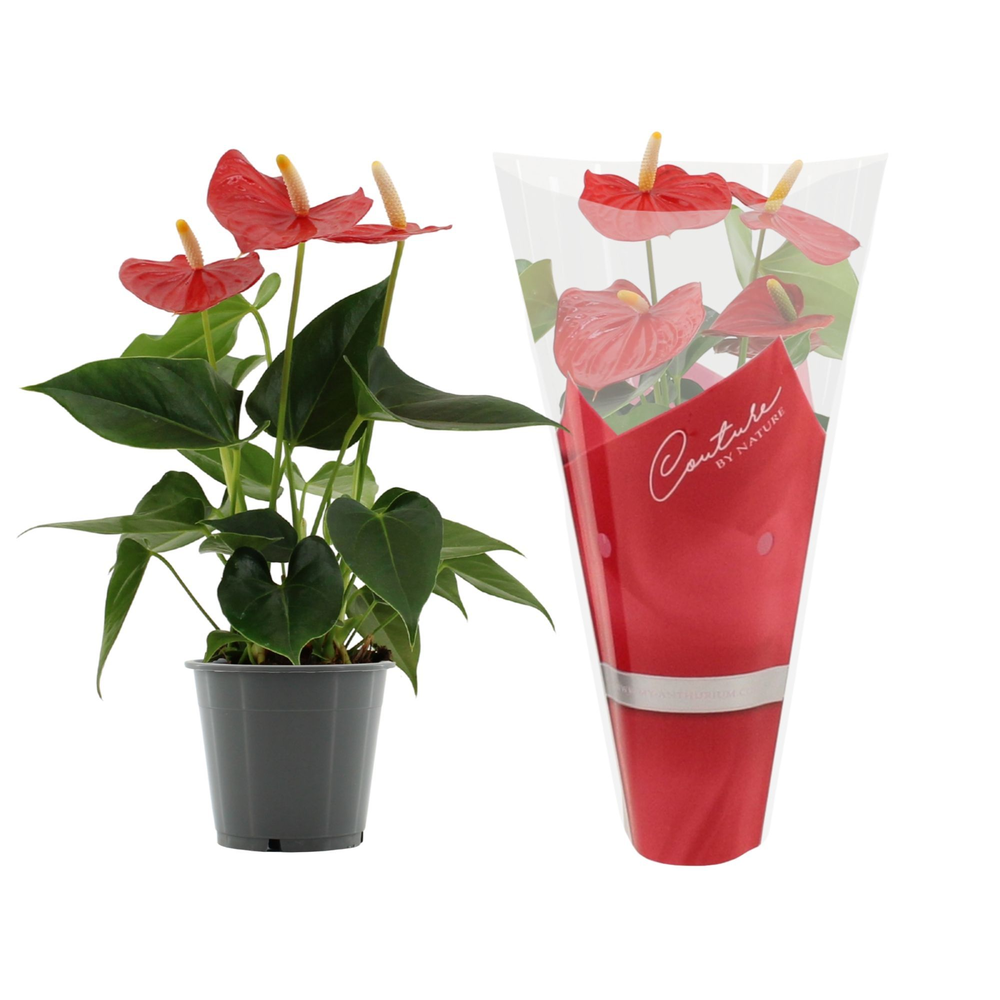 Anthurium Esudo in Couture sleeve.