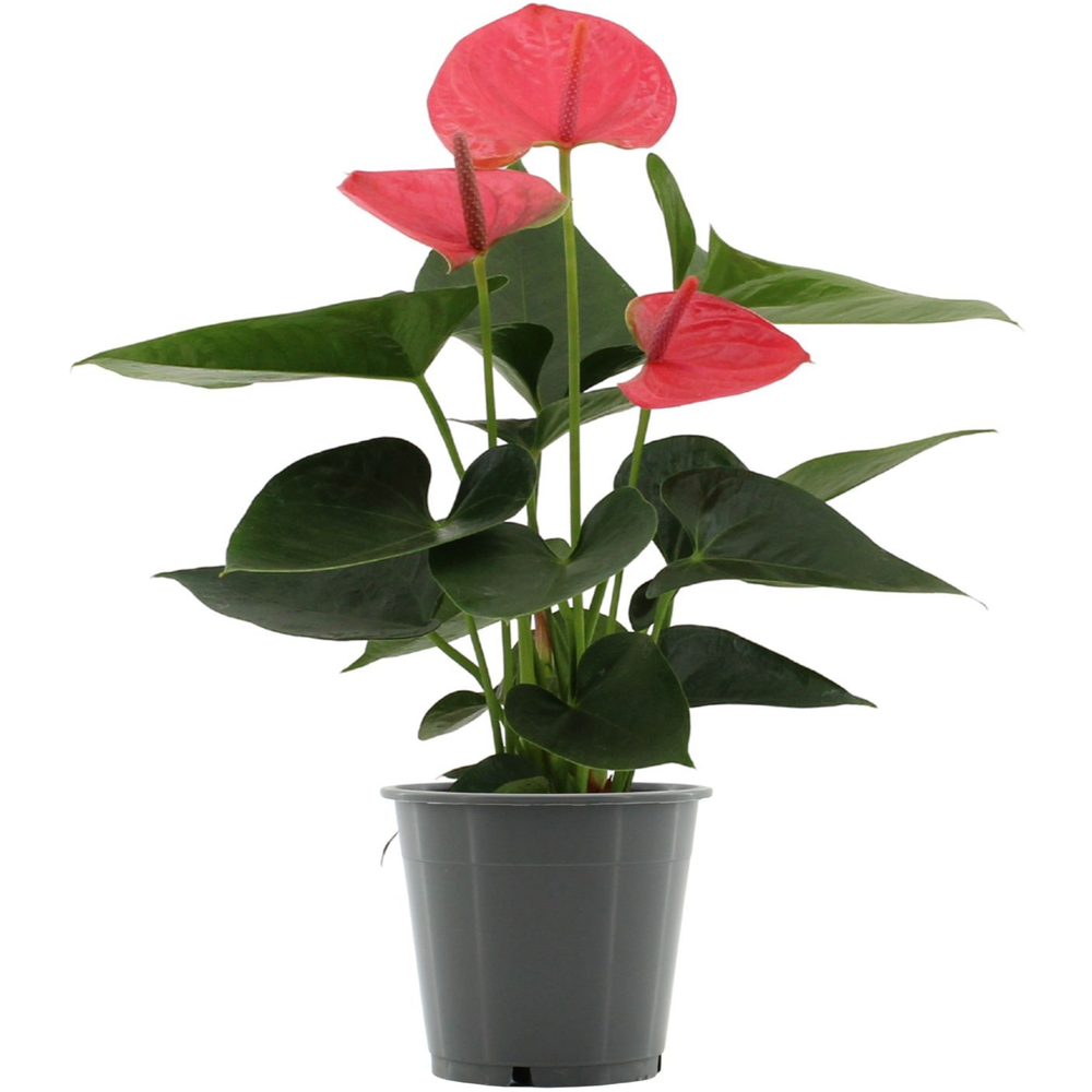 Anthurium Sweet Dream in transparant sleeve.