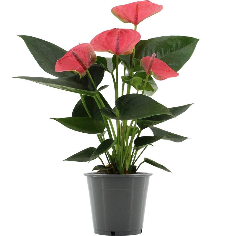 Anthurium Sweet Dream in transparant sleeve.