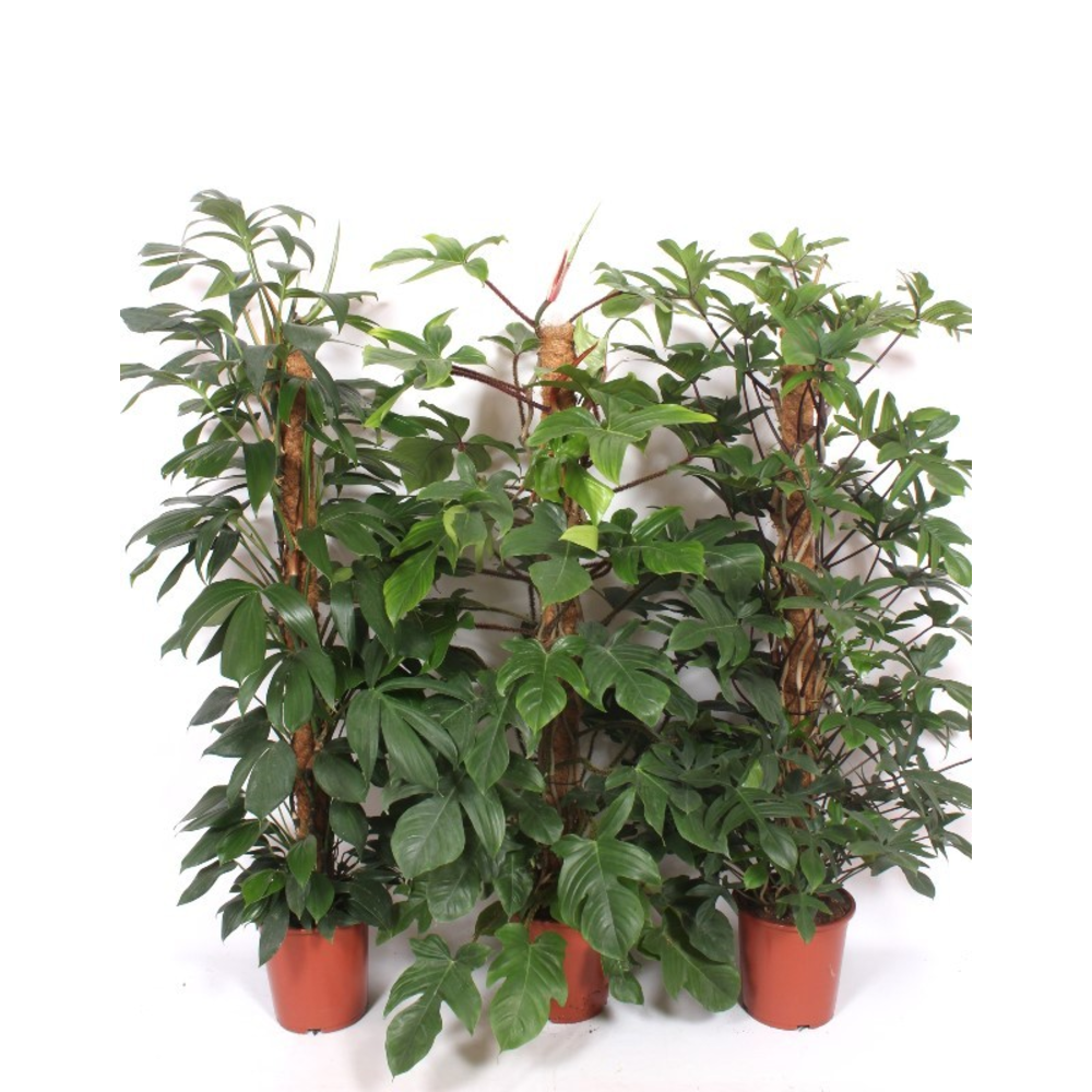 Mixkar 3001 "luxe" mosstok.