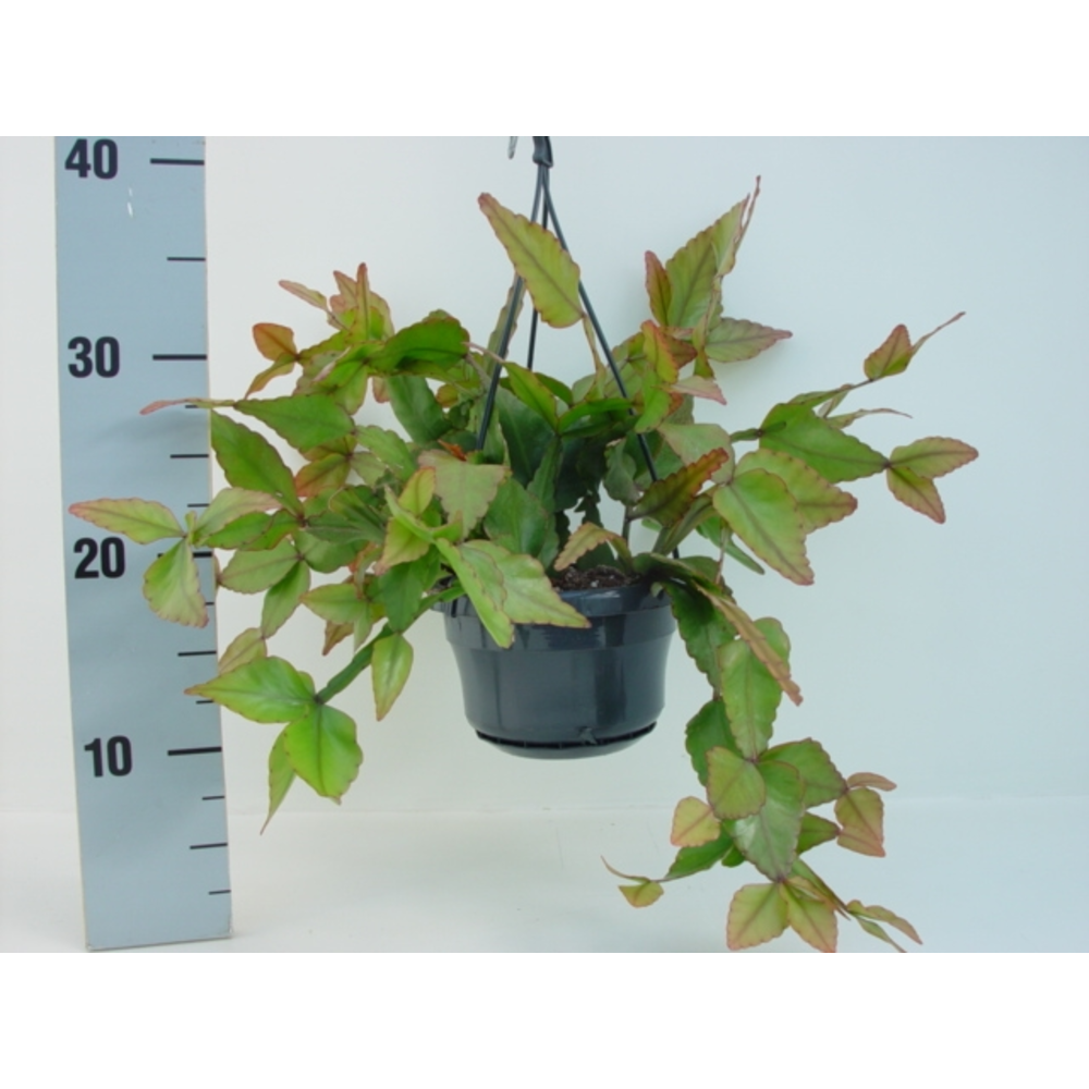 Rhipsalis elliptica.