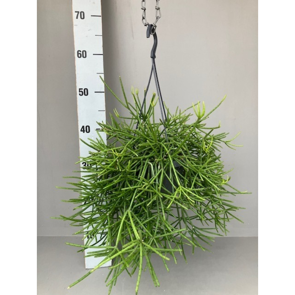 Rhipsalis neves-armondii.