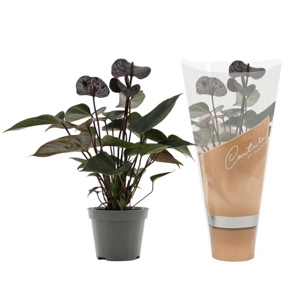 Anthurium Black Love in Couture sleeve.