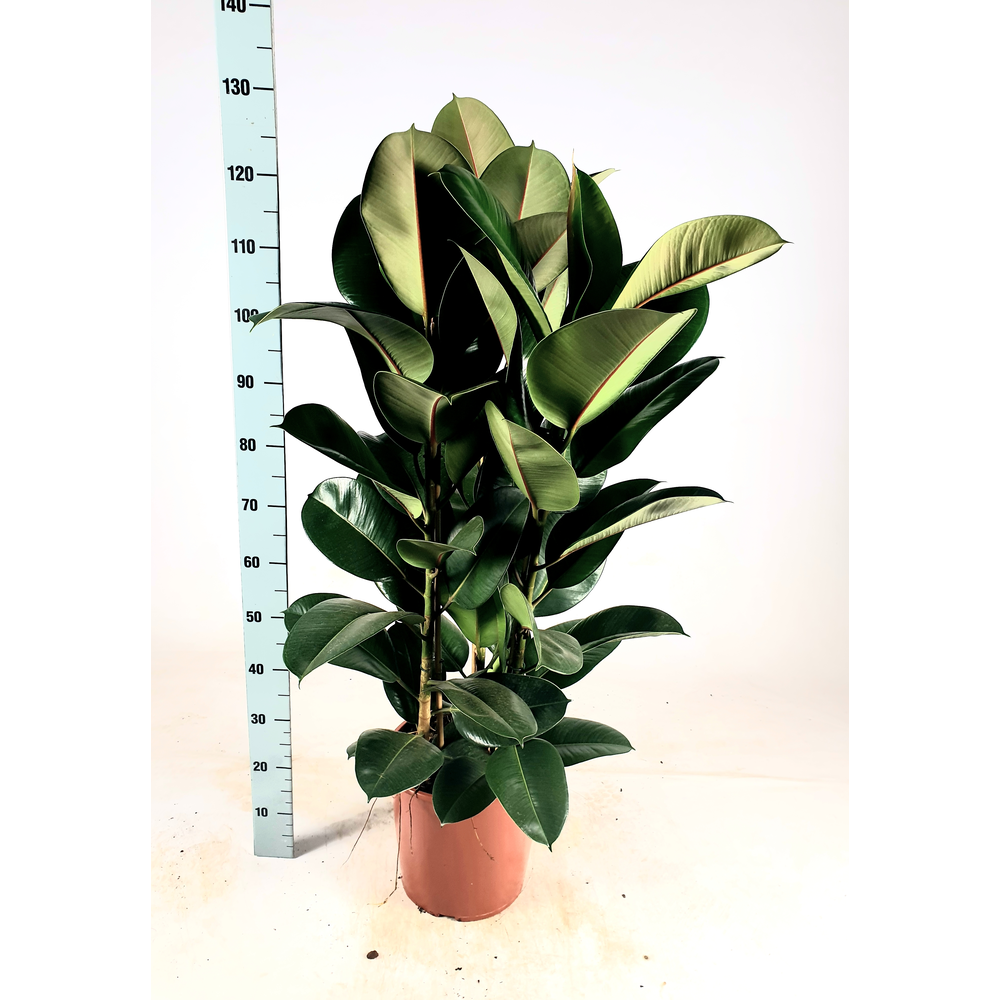 Ficus elastica 'Robusta' Toef 120cm.