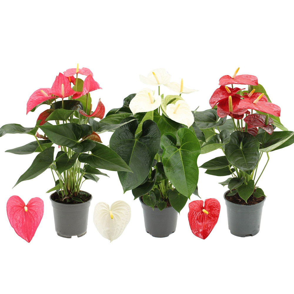 Anthurium 3 color mix in transparant sleeve.