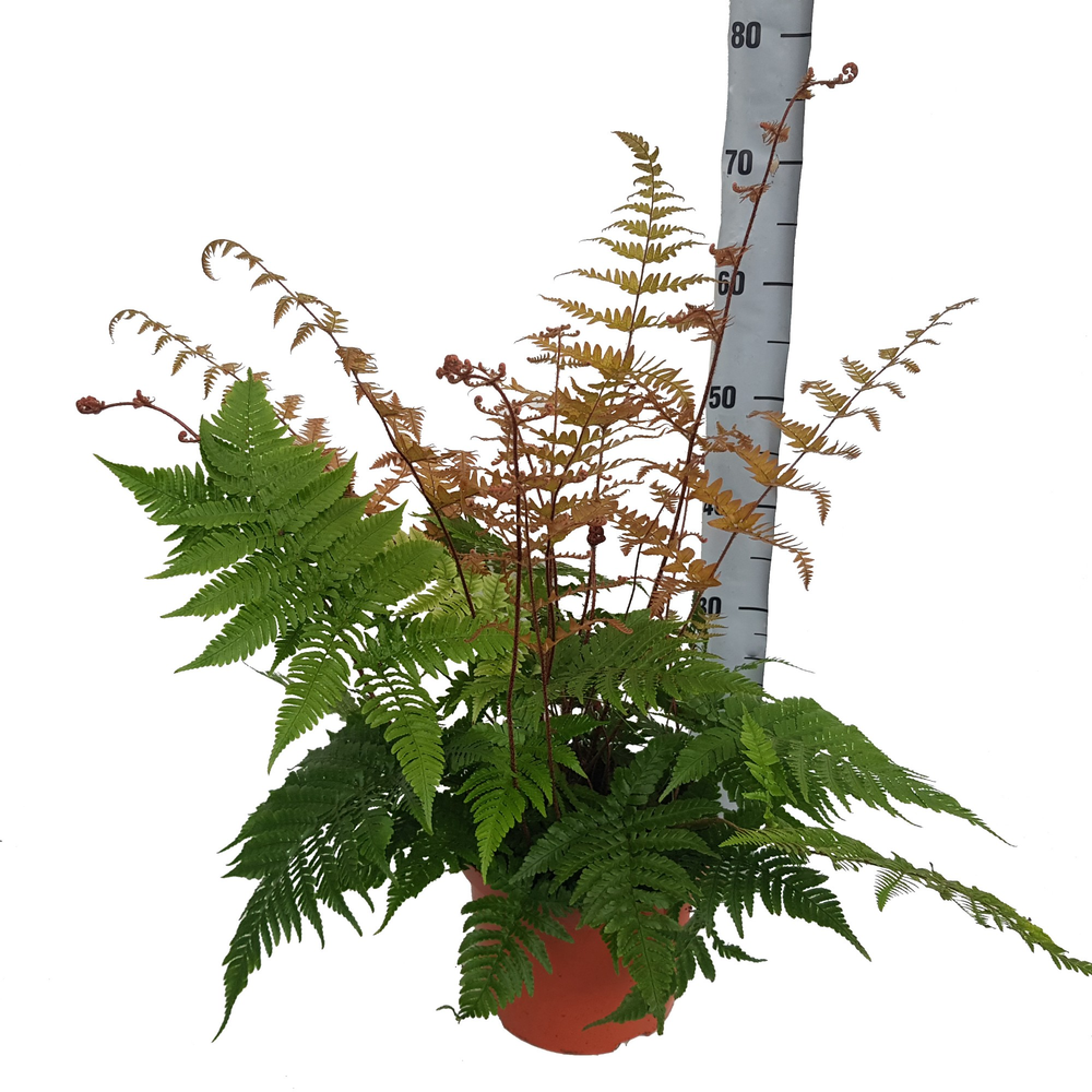 Dryopteris Erythrosora (Winterhard).