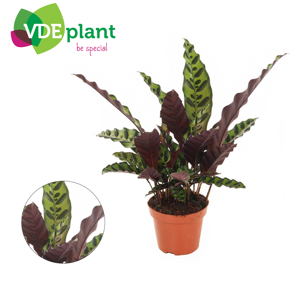 Calathea Insignis 12cm.