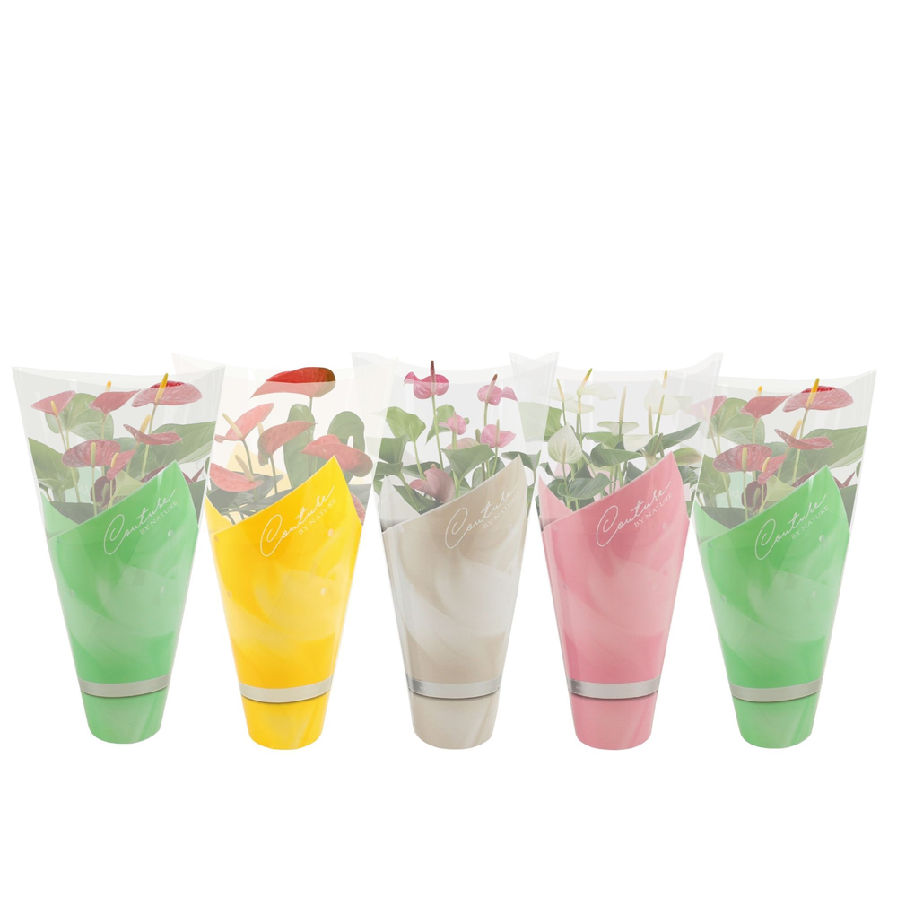 Anthurium 4 color mix in Couture spring sleeve.