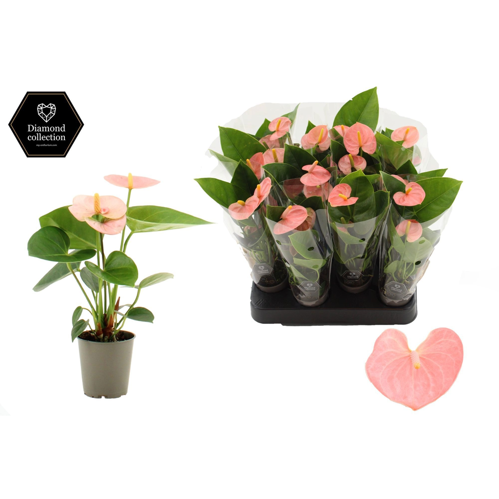 Anthurium Pearl Spirit in transparant sleeve.