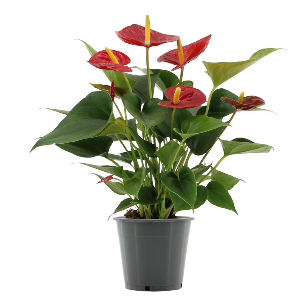 Anthurium Diamond Red in transparant sleeve.