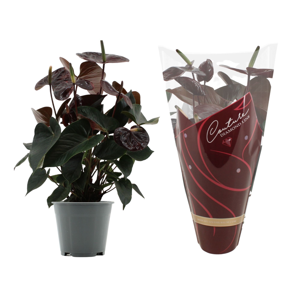 Anthurium Black Love in Couture Diamond sleeve.