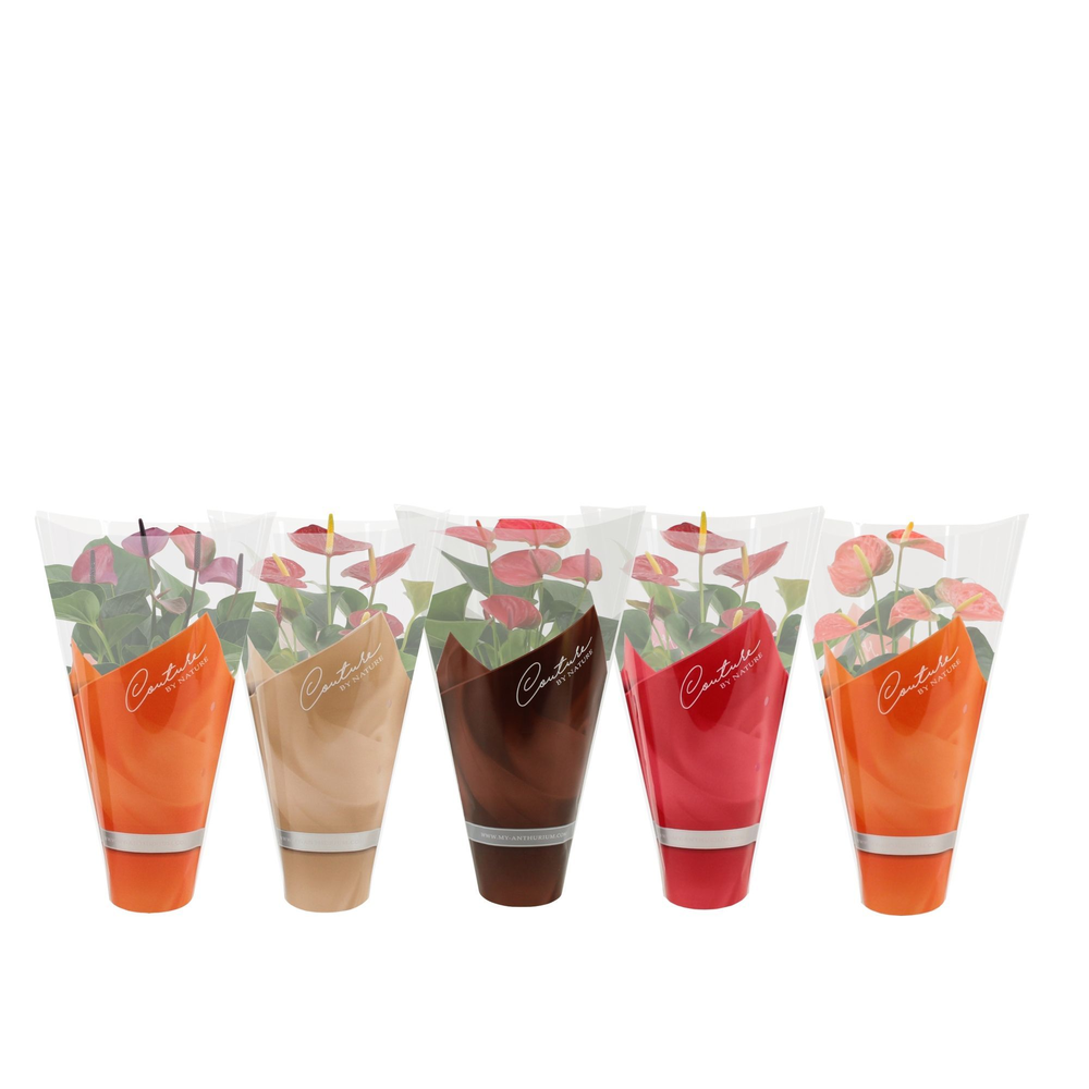 Anthurium 4 color mix in Couture sleeve.