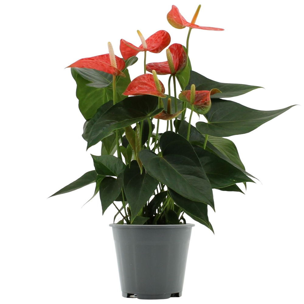 Anthurium Prince of Orange in transparant sleeve.